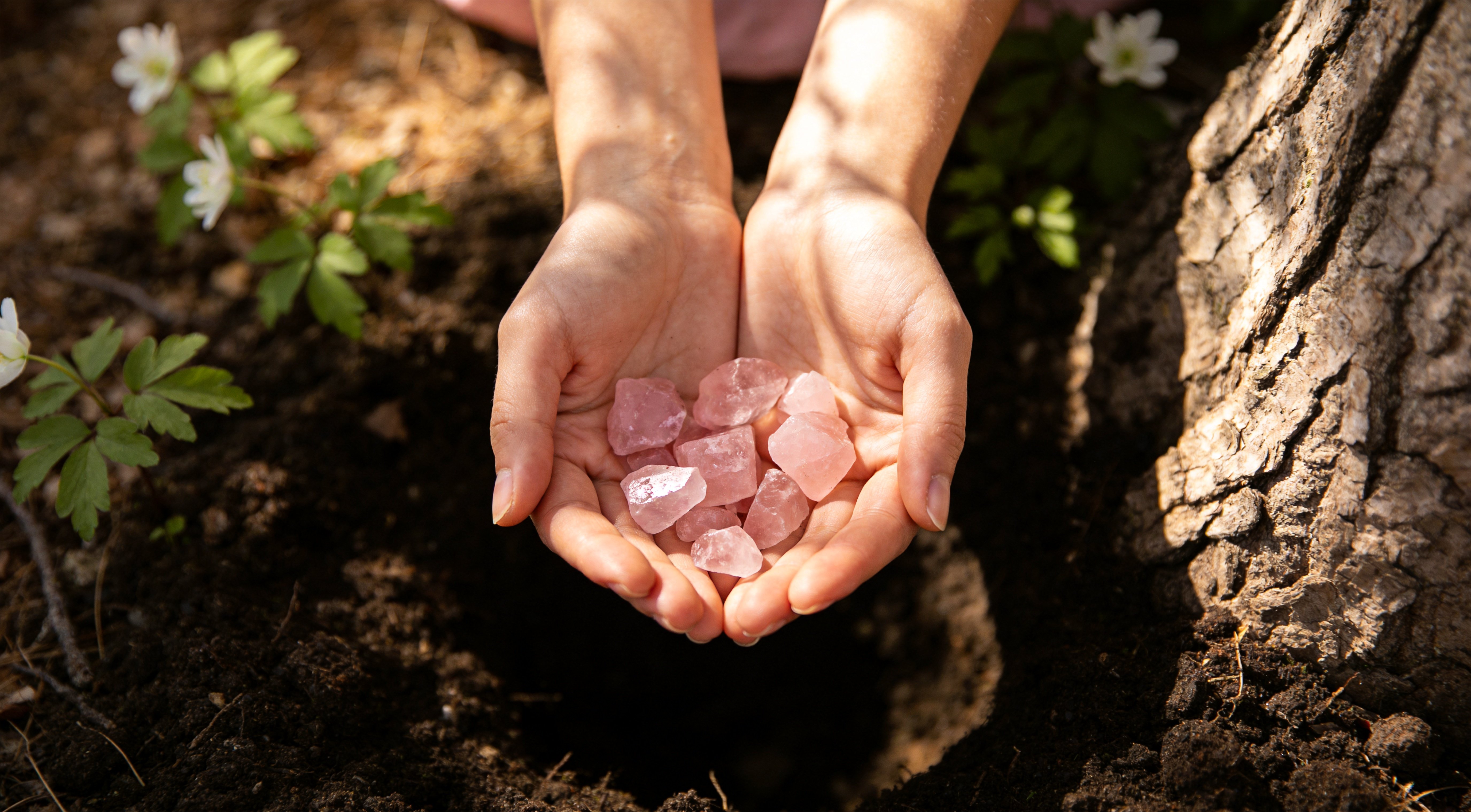 Returning Broken Crystal Pieces to Nature — A Gentle Ceremony of Release Woman's hands gently cupping broken Rose Quartz pieces above soil at the base of a tree, returning a broken crystal to nature in a quiet, reverent ceremony of letting go.